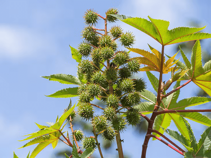 what is castor oil 
