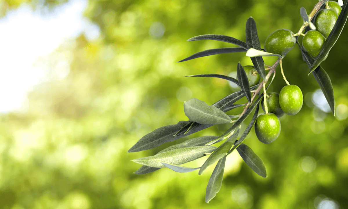 squalane benefits for skin