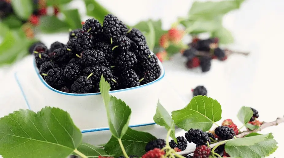 mulberry extract