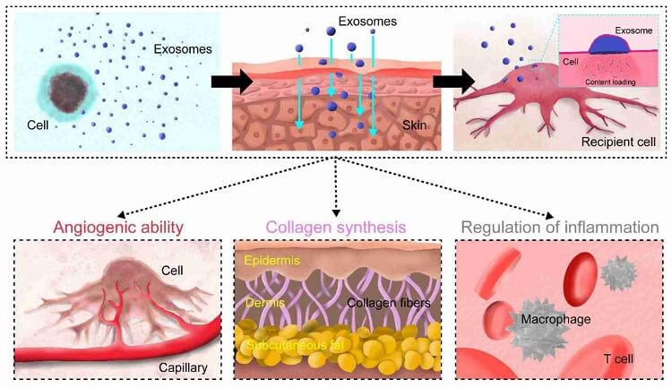 Exosomes act on the skin