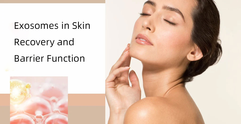 exosomes in skin recovery and barrier function