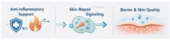 Three-part diagram illustrating anti-inflammatory support, skin repair signaling with cells and arrows, and barrier & skin quality with droplets.